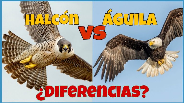 Diferencias en los halcones y halcones
