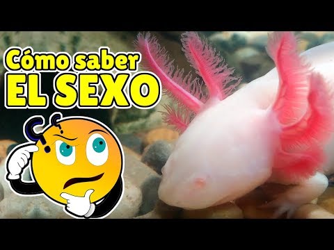Cómo saber si una salamandra es mujer o hombre