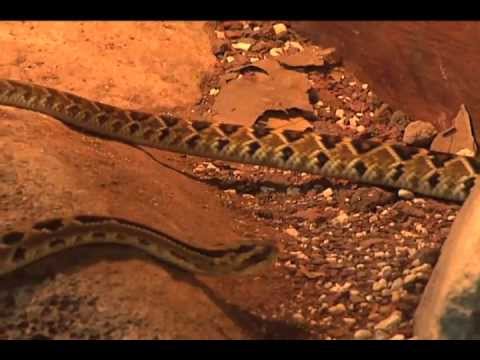 Cómo nacen las serpientes de cascabel