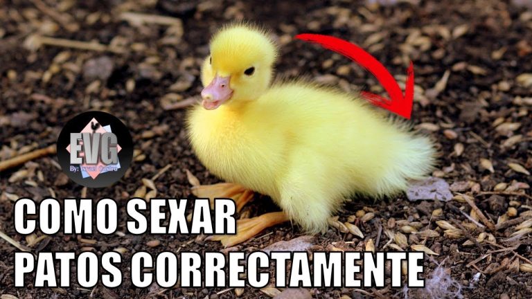 Cómo saber si un pato es hembra o macho