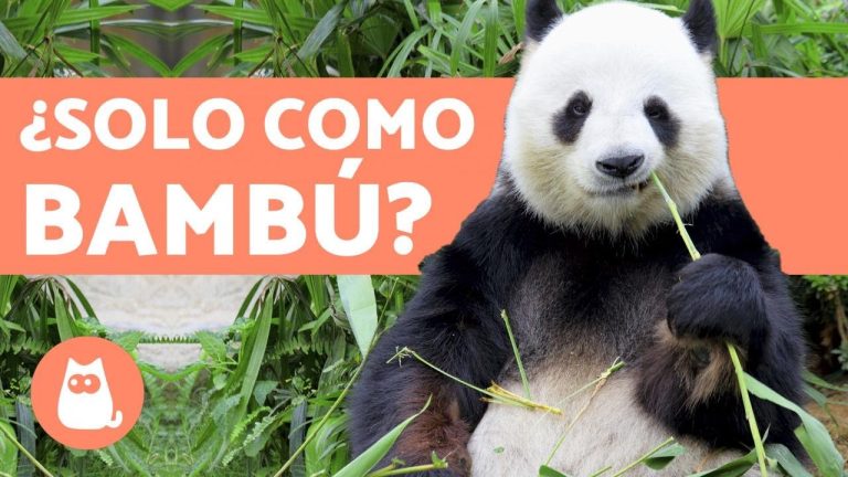 Cuantas libras de bambú puede comer un panda gigante cada día