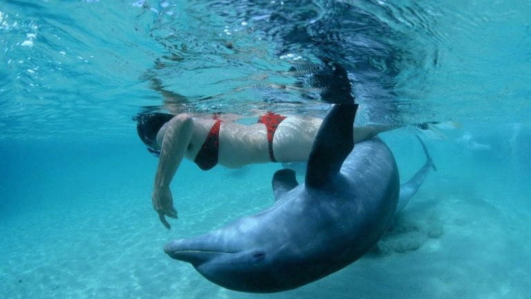 Cómo ven los delfines en el agua oscura