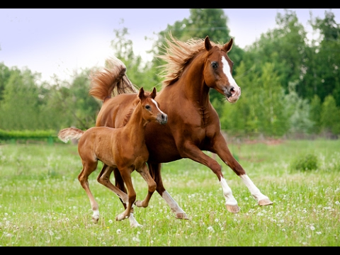 Cómo corregir el comportamiento agresivo de los caballos