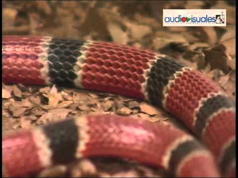 Cómo identificar las serpientes de banda roja y negra