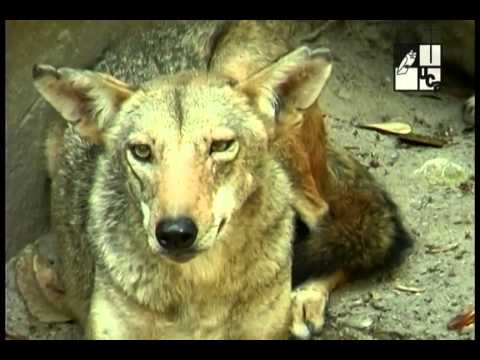 Cómo identificar las huellas de los coyotes