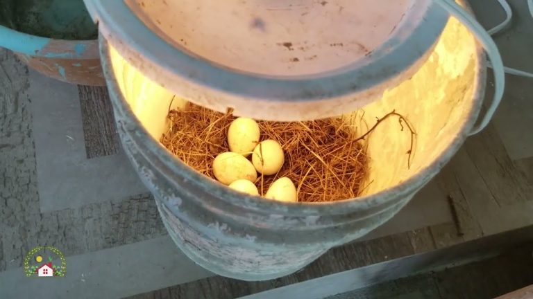 Cómo mantener los huevos de robin calientes
