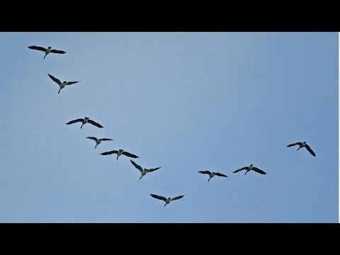 Cómo saben las aves que es momento de emigrar