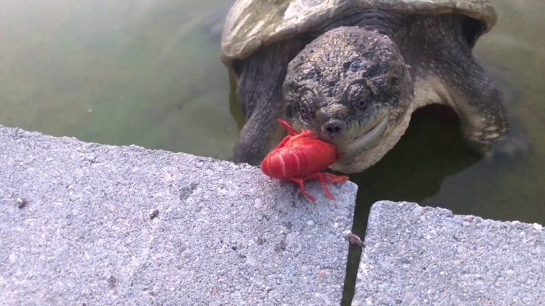 Ciclo de vida de una tortuga mordedora