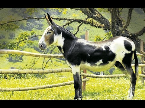 Las ventajas de una mula frente a un caballo