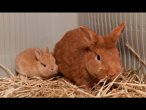 Cómo vincular un conejo adulto con un conejo bebe