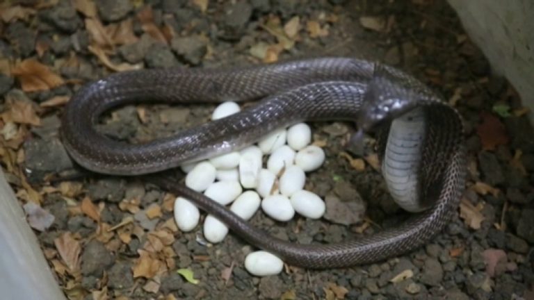 Cómo las serpientes se aparean y hacen huevos