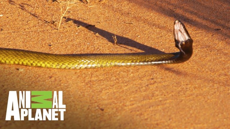 Estadísticas sobre la muerte por mordedura de serpiente en todo el mundo