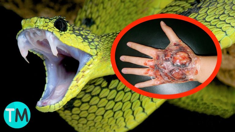 Cómo identificar las serpientes en rhode island