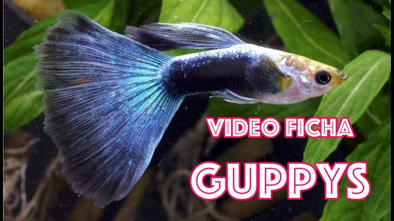 Cómo saber si los peces guppy son saludables