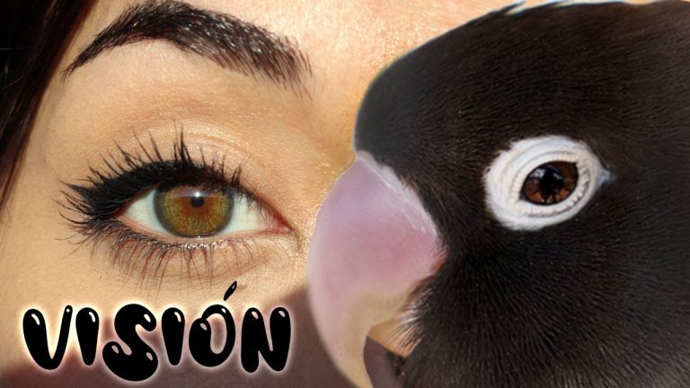 Cómo es la visión de los pájaros